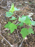 (3) Live Maple Tree Plant 2nd Year Approx 12” Lot Of 3