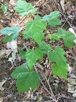 (3) Live Maple Tree Plant 2nd Year Approx 12” Lot Of 3