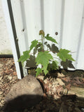 (3) Live Maple Tree Plant 2nd Year Approx 12” Lot Of 3