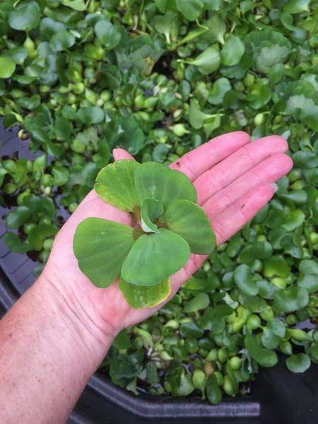 (20) Water Lettuce Koi Pond Floating Plants Rid Algae Medium Small Filter Fish