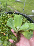 (20) Water Lettuce Koi Pond Floating Plants Rid Algae Medium Small Filter Fish