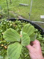 (20) Water Lettuce Koi Pond Floating Plants Rid Algae Medium Small Filter Fish