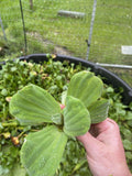 (20) Water Lettuce Koi Pond Floating Plants Rid Algae Medium Small Filter Fish