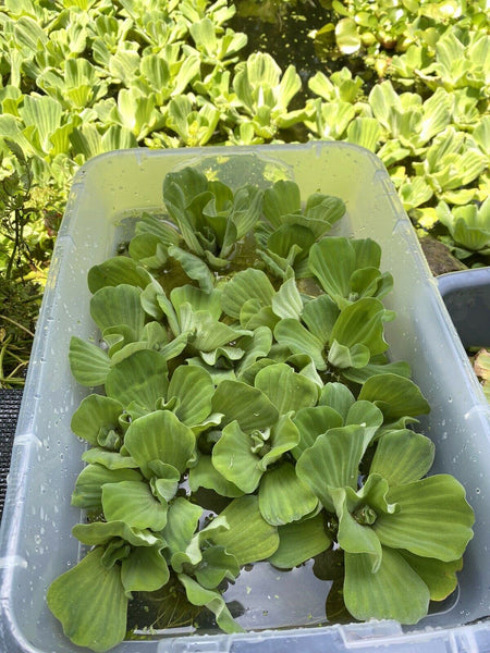 WEEKEND SALE (24) Water Lettuce Koi Pond Floating Plants Rid Algae Medium 3-4”