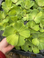 WEEKEND SPECIAL (15) Water Lettuce Koi Pond Floating Plants Rid Algae Shade 4”