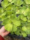 WEEKEND SPECIAL (15) Water Lettuce Koi Pond Floating Plants Rid Algae Shade 4”