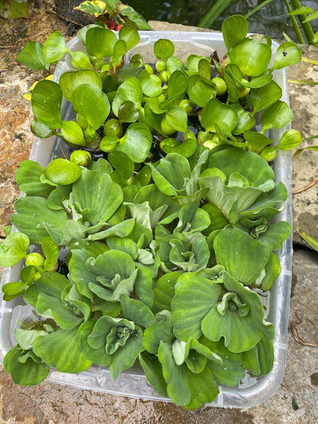 (20) MIX Water Lettuce & Hyacinth Koi Pond Bio Filter small - Medium Plants 2-4”