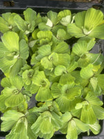 WEEKEND SPECIAL (15) Water Lettuce Koi Pond Floating Plants Rid Algae Shade 3-4”