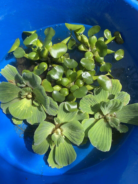 (6) MIX Water Lettuce & Hyacinth Large 5-7” Koi Pond Floating Plant Algae Shade