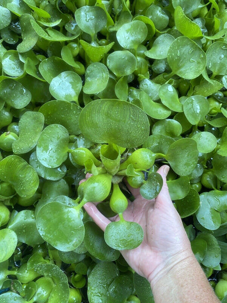 (20) LARGE Water Hyacinth Koi Pond Floating Plants Rid Algae Bio Filter Jumbo 5”