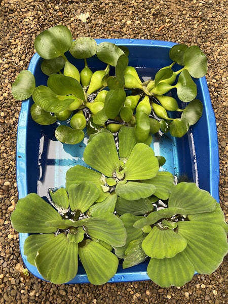 (5) MIX Water Lettuce & Hyacinth Large 5-7” Koi Pond Floating Plant Algae Shade