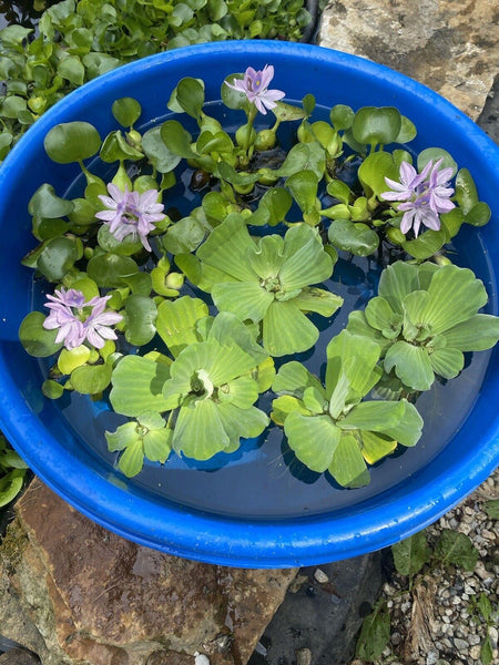 (9) MIX Water Hyacinth & Lettuce Koi Pond Floating Plants Algae LARGE Jumbo 6”