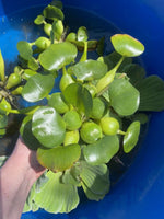 (7) MIX Water Hyacinth & Lettuce Koi Pond Floating Plants Algae LARGE Jumbo 6” plus 3 cat tails