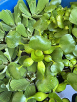 (10) Water Hyacinth Koi Pond Floating Plants Rid Algae LARGE Jumbo Purple 5-7”