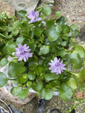(10) Water Hyacinth Koi Pond Floating Plants Rid Algae LARGE Jumbo Purple 5-7”