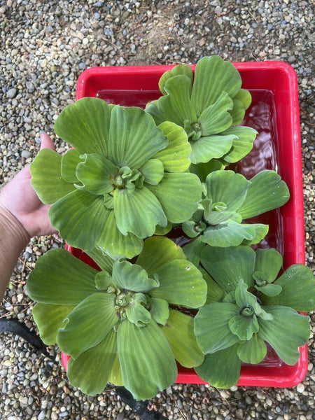 WEEKLY SALE (6) Water Lettuce Jumbo 5-7” Koi Pond Floating Plants Algae Shade