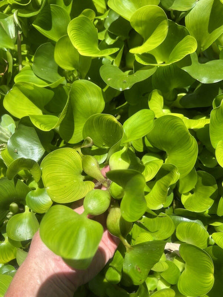 Special (25) Water Hyacinth Medium Koi Pond Floating Plants Algae Shade 4”