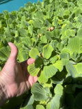 Easter Special (20) Water Lettuce Koi Pond Floating Plants Algae Shade3-4”