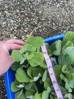 Easter Special (20) Water Lettuce Koi Pond Floating Plants Algae Shade3-4”
