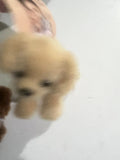 Aurora - Shoulderkins Flopsie 6" Golden dog￼ Plush Stuffed Animal Companion