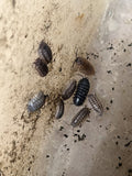 25 Live Pill Bugs Terrarium Clean Up Crew Roly Poly Feed Armadillidium Isopods P