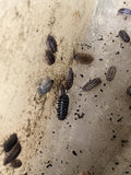25 Live Pill Bugs Terrarium Clean Up Crew Roly Poly Feed Armadillidium Isopods P