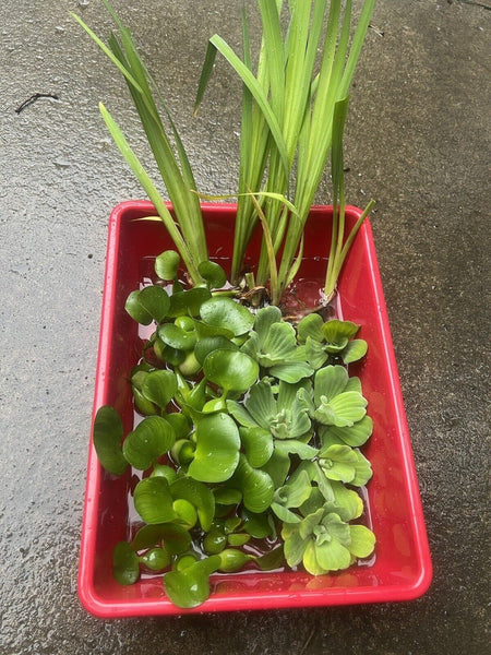 15pc KOI POND COMBO Water Lettuce Water Hyacinth Floating Plants & Yellow Iris