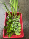 15pc KOI POND COMBO Water Lettuce Water Hyacinth Floating Plants & Yellow Iris