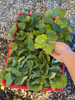 15pc KOI POND COMBO Water Lettuce Water Hyacinth Floating Plants & Yellow Iris