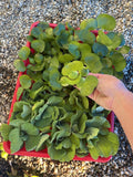 15pc KOI POND COMBO Water Lettuce Water Hyacinth Floating Plants & Yellow Iris