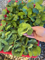 15pc KOI POND COMBO Water Lettuce Water Hyacinth Floating Plants & Yellow Iris