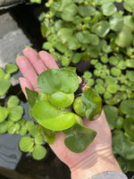 (15) Water Hyacinth Koi Pond Floating Plants Rid Algae Shade Bio Filter Bog 2-4”