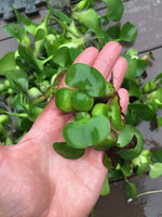 (15) Water Hyacinth Koi Pond Floating Plants Rid Algae Shade Bio Filter Bog 2-4”