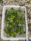 (15) Water Hyacinth Koi Pond Floating Plants Rid Algae Shade Bio Filter Bog 2-4”