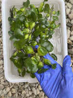 (15) Water Hyacinth Koi Pond Floating Plants Rid Algae Shade Bio Filter Bog 2-4”