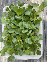 (15) Water Hyacinth Koi Pond Floating Plants Rid Algae Shade Bio Filter Bog 2-4”