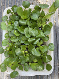 (15) Water Hyacinth Koi Pond Floating Plants Rid Algae Shade Bio Filter Bog 2-4”