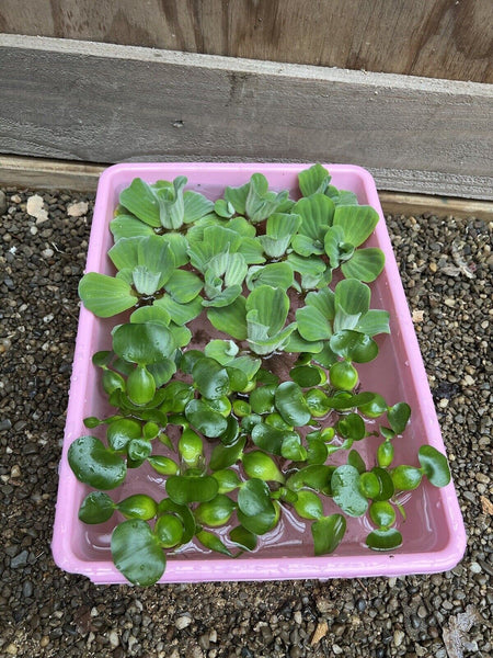 (15) MIX Water Lettuce & Hyacinth Koi Pond Floating Plants Bio Filter 3-4”