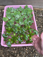 (15) MIX Water Lettuce & Hyacinth Koi Pond Floating Plants Bio Filter 3-4”