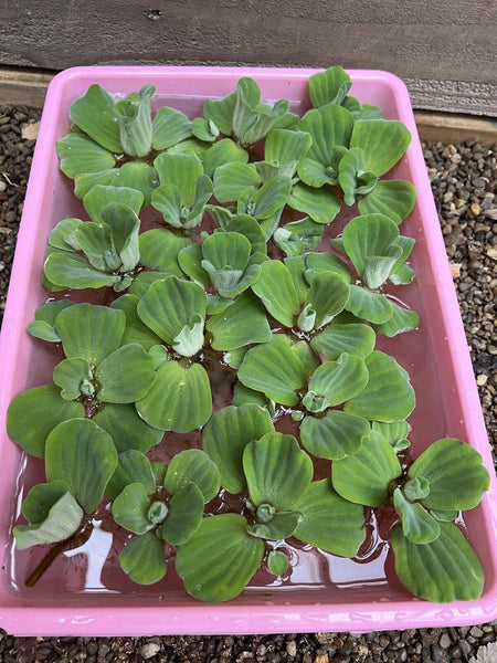 (15) Water Lettuce Koi Pond Floating Plants Algae Medium 2-4” Fish SHADE PROTECT