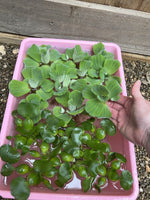 (15) MIX Water Hyacinth Lettuce Koi Pond Floating Plants Algae Medium 3-4” Fish