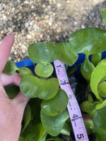 (15) MIX Water Hyacinth Lettuce Koi Pond Floating Plants Algae Medium 3-4” Fish