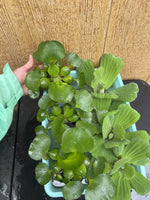 (7) MIX Water Hyacinth & Lettuce Koi Pond Floating Plants Algae LARGE Jumbo 5+”