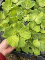 SUMMER SPECIAL (15) Water Lettuce Koi Pond Floating Plants Rid Algae Shade 2-4”