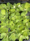 SUMMER SPECIAL (15) Water Lettuce Koi Pond Floating Plants Rid Algae Shade 2-4”