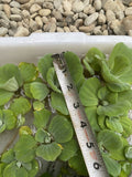 SUMMER SPECIAL (15) Water Lettuce Koi Pond Floating Plants Rid Algae Shade 2-4”