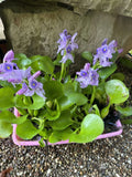 SPECIAL (6) Water Hyacinth Koi Pond Floating Plants Algae Filter 5” BLOOMS July
