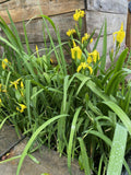 (4) Live Louisiana Yellow Flag Iris Aquatic Plant Pond Koi Filter Bog Waterfall