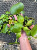 (10) Water Hyacinth 5 Large & 5 Small Koi Pond Floating Plants Rid Algae