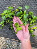 (10) Water Hyacinth 5 Large & 5 Small Koi Pond Floating Plants Rid Algae